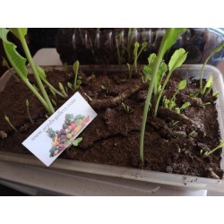 Pepparrot Frö - hälsosam växt (Armoracia rusticana) Seeds Gallery - 6