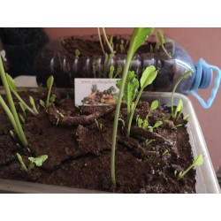 Pepparrot Frö - hälsosam växt (Armoracia rusticana) Seeds Gallery - 7