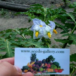 Semillas de Espina Colorada (Solanum sisymbriifolium) Seeds Gallery - 9