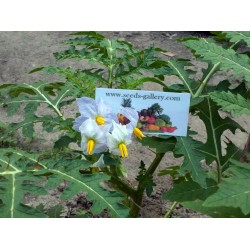 Litchi Tomato Seeds (Solanum sisymbriifolium) Seeds Gallery - 10