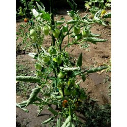 Σπόροι ντομάτας Fiaschetto Seeds Gallery - 6