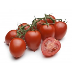 Seme paradajza Piccadilly  - 1