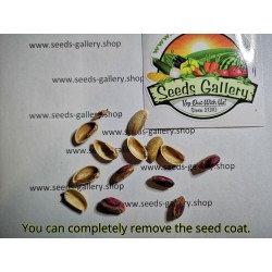 Pistachio Seeds (Pistacia vera) (Antep Pistachio)  - 5