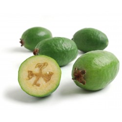 Σπόροι Φειγιοα Pineapple Guava