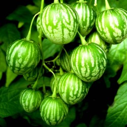 Semillas de Tzimbalo (Solanum caripense)  - 5