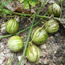 Tzimbalo Samen (Solanum caripense)  - 4