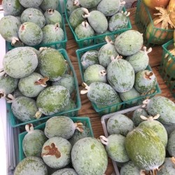 Σπόροι Φειγιοα Pineapple Guava