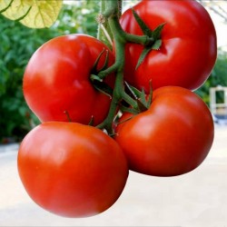 Macar domates tohumları Kecskemeti (Mobil)  - 2