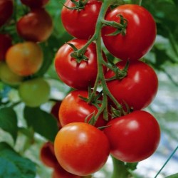 Semillas de tomate húngaras Kecskemeti (Mobil)  - 1