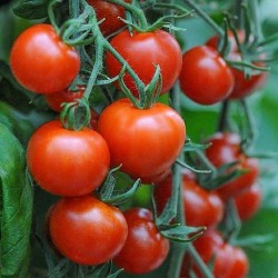 Sementes de tomate híbrido de alta qualidade Lider F1  - 2