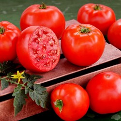 Semillas de tomate híbridas de alta calidad Lider F1  - 3