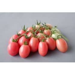 Semillas de auténticas tomate tailandés Sida  - 2