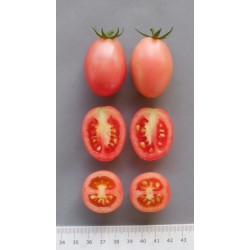 Authentic Thai tomato seeds Sida  - 3