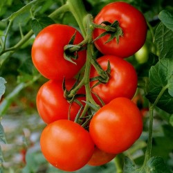 Yüksek Kaliteli hibrid domates tohumları Profit F1  - 1