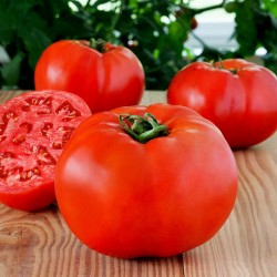 Υψηλής ποιότητας υβριδικό σπόρους ντομάτας Profit F1  - 2