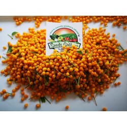 Graines de Piment Charapita 2.25 - 5