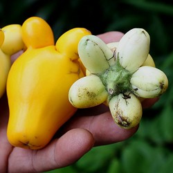 Kärringtomat frön (Solanum mammosum)  - 2