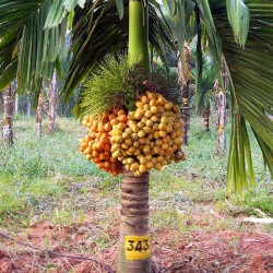 Sementes de palmeira de Betel (Areca catechu)  - 1