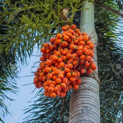 Sementes de palmeira de Betel (Areca catechu)  - 2