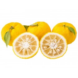 Yuzu Zitrone Samen Winterhart bis -20°C (Citrus junos)  - 2