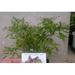Σπόροι Bonsai Chili Chiltepin