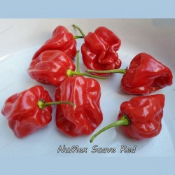 Chili Numex Suave Red Seeds  - 1