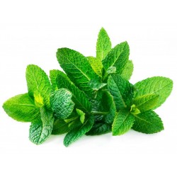 Grüne Minze Samen (Mentha spicata)  - 2