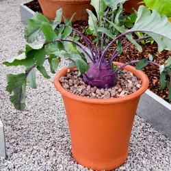 Семена кольраби фиолетовой Вена  - 3
