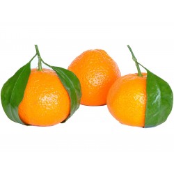 Småcitrus Mandarin Frön (Citrus reticulata)  - 4