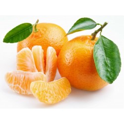 Graines de Mandarinier (Citrus reticulata)  - 5