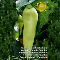 Varadinska Weißer Paprika Samen  - 2