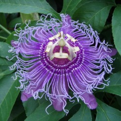 Maypop, Purple Passionflower Seeds (Passiflora incarnata)  - 4