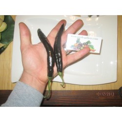 Pasilla Bajio Frön Black Chili (Capsicum annuum)