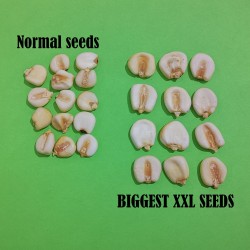 أكبر بذور الذرة العملاقة في العالم - كوزكو Seeds Gallery - 11