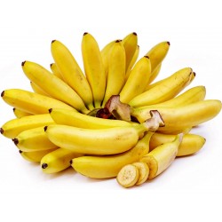 Semi di Banana selvatica (Musa balbisiana)  - 6