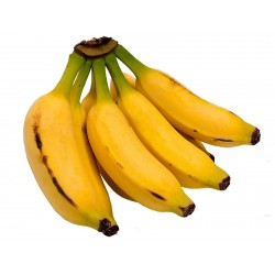 Σπόροι μπανάνα Musa Acuminata  - 2