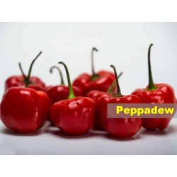 Peppadew samen - Der absolute Favorit unter allen Produkten