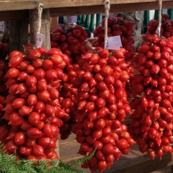 Semillas de tomate PRINCIPE BORGHESE  - 2