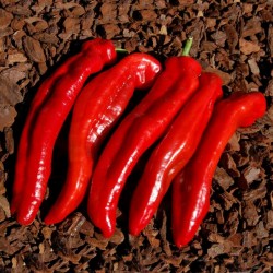 Ramiro sweet Giant pepper Seeds  - 4