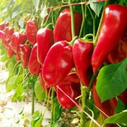 Moravska Kapija Big Sweet Pepper Seeds (Morava Gate)  - 1
