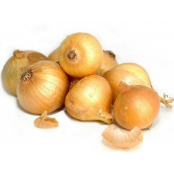 بذور البصل Kupusinski Jabucar (بصل التفاح)  - 2