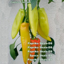 Μεγάλο γλυκό πιπέρι Σπόροι Σκάλα  - 2