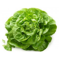 Zelena salata seme Novosadska majska  - 2