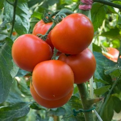 Sementes de tomate Jasenički Jabučar (maçã Jasenica)  - 1