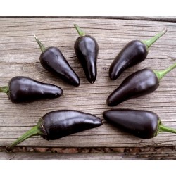 Chili Seme Jalapeno Purple & Brown