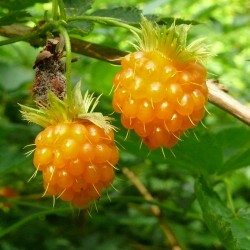 Semillas de Salmonberry (Rubus spectabilis)  - 1