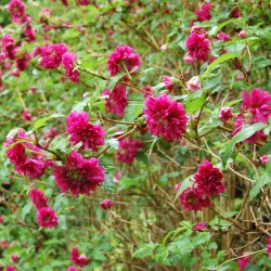 Pracht-Himbeere Samen (Rubus spectabilis)  - 2