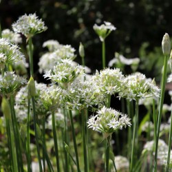 Asian chives, Chinese chives Seed (Allium tuberosum)  - 1