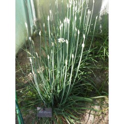 KINESISK GRÄSLÖK Frön (Allium tuberosum)  - 4