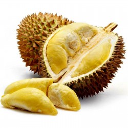 Durian seeds (Durio zibethinus)  - 5